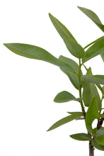 Load image into Gallery viewer, California Bay Laurel | Large Tree Seedling | The Jonsteen Company