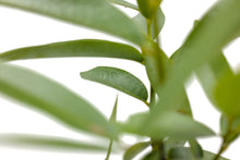 Load image into Gallery viewer, California Bay Laurel | Large Tree Seedling | The Jonsteen Company