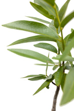 Load image into Gallery viewer, California Bay Laurel | Large Tree Seedling | The Jonsteen Company