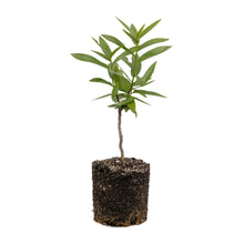 Load image into Gallery viewer, California Bay Laurel | Large Tree Seedling | The Jonsteen Company