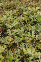 Load image into Gallery viewer, California Black Oak | Lot of 30 Tree Seedlings | The Jonsteen Company