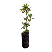 Load image into Gallery viewer, Canyon Live Oak | Lot of 30 Tree Seedlings | The Jonsteen Company