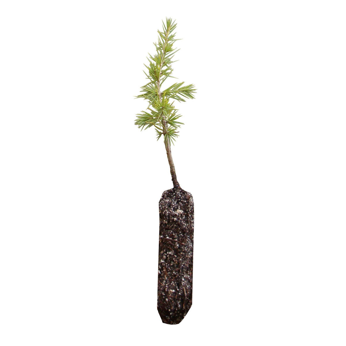 Cedar of Lebanon Medium Tree Seedling The Jonsteen Company