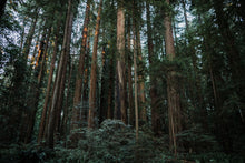 Load image into Gallery viewer, Coast Redwood | Packaged Live Tree | The Jonsteen Company