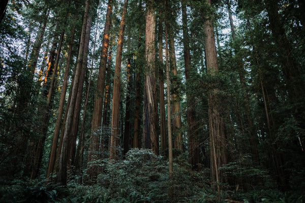 Coast Redwood | Packaged Live Tree | The Jonsteen Company