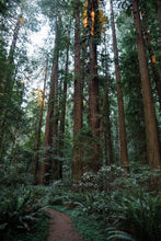 Load image into Gallery viewer, Coast Redwood | Packaged Live Tree | The Jonsteen Company