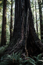 Load image into Gallery viewer, Coast Redwood | Packaged Live Tree | The Jonsteen Company