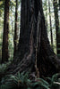 Coast Redwood | Packaged Live Tree | The Jonsteen Company