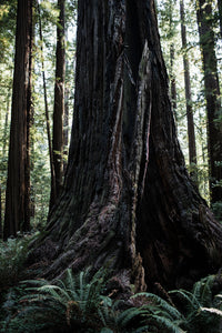 Coast Redwood | Small Tree Seedling | The Jonsteen Company