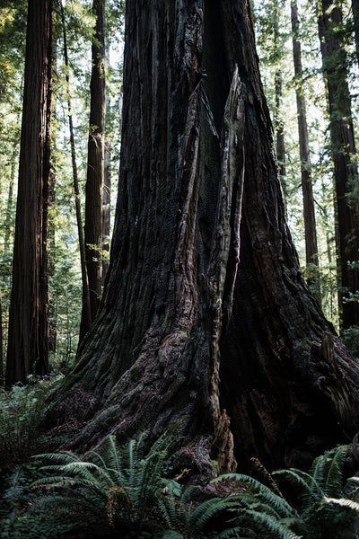 Coast Redwood | Seed Grow Kit | The Jonsteen Company