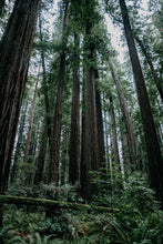 Load image into Gallery viewer, Coast Redwood | Large Tree Seedling | The Jonsteen Company