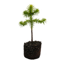 Load image into Gallery viewer, Chilean Monkey Puzzle | Large Tree Seedling | The Jonsteen Company