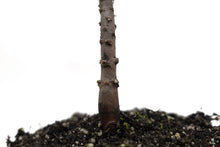 Load image into Gallery viewer, Chilean Monkey Puzzle | Large Tree Seedling | The Jonsteen Company