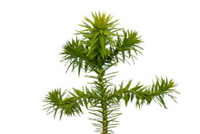 Load image into Gallery viewer, Chilean Monkey Puzzle | Large Tree Seedling | The Jonsteen Company