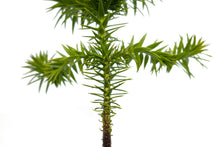 Load image into Gallery viewer, Chilean Monkey Puzzle | Large Tree Seedling | The Jonsteen Company