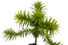 Load image into Gallery viewer, Chilean Monkey Puzzle | Large Tree Seedling | The Jonsteen Company