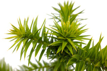 Load image into Gallery viewer, Chilean Monkey Puzzle | Large Tree Seedling | The Jonsteen Company