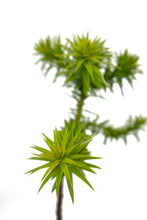 Load image into Gallery viewer, Chilean Monkey Puzzle | Large Tree Seedling | The Jonsteen Company