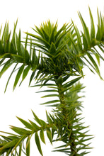 Load image into Gallery viewer, Chilean Monkey Puzzle | Large Tree Seedling | The Jonsteen Company