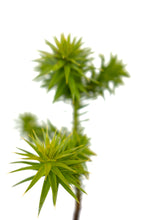 Load image into Gallery viewer, Chilean Monkey Puzzle | Large Tree Seedling | The Jonsteen Company