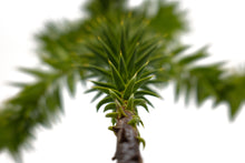 Load image into Gallery viewer, Chilean Monkey Puzzle | Large Tree Seedling | The Jonsteen Company