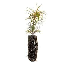 Load image into Gallery viewer, China Fir | Medium Tree Seedling | The Jonsteen Company