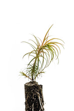 Load image into Gallery viewer, China Fir | Medium Tree Seedling | The Jonsteen Company