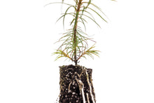 Load image into Gallery viewer, China Fir | Medium Tree Seedling | The Jonsteen Company