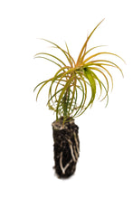 Load image into Gallery viewer, China Fir | Medium Tree Seedling | The Jonsteen Company