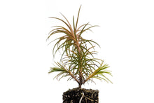 Load image into Gallery viewer, China Fir | Medium Tree Seedling | The Jonsteen Company
