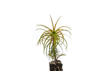 Load image into Gallery viewer, China Fir | Medium Tree Seedling | The Jonsteen Company