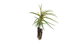Load image into Gallery viewer, China Fir | Small Tree Seedling | The Jonsteen Company