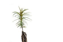 Load image into Gallery viewer, China Fir | Small Tree Seedling | The Jonsteen Company