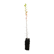 Load image into Gallery viewer, Chinese Elm | Medium Tree Seedling | The Jonsteen Company