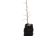 Load image into Gallery viewer, Chinese Elm | Medium Tree Seedling | The Jonsteen Company