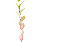 Load image into Gallery viewer, Chinese Elm | Medium Tree Seedling | The Jonsteen Company