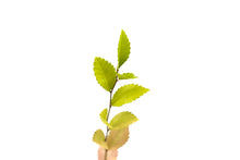 Load image into Gallery viewer, Chinese Elm | Medium Tree Seedling | The Jonsteen Company