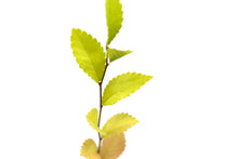 Load image into Gallery viewer, Chinese Elm | Medium Tree Seedling | The Jonsteen Company