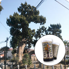 Load image into Gallery viewer, Chinese Juniper | Mini-Grow Kit | The Jonsteen Company