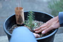Load image into Gallery viewer, Living Christmas Tree | Balsam Fir | The Jonsteen Company