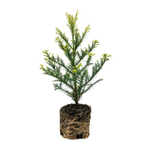 Load image into Gallery viewer, Coast Redwood | Large Tree Seedling | The Jonsteen Company