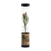 Coast Redwood | Packaged Live Tree | The Jonsteen Company