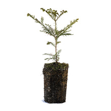 Load image into Gallery viewer, Coast Redwood | XL Tree Seedling | The Jonsteen Company