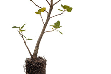 Load image into Gallery viewer, Coast Live Oak | Lot of 30 Tree Seedlings | The Jonsteen Company