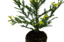 Load image into Gallery viewer, Coast Redwood | Large Tree Seedling | The Jonsteen Company