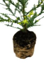Load image into Gallery viewer, Coast Redwood | Large Tree Seedling | The Jonsteen Company