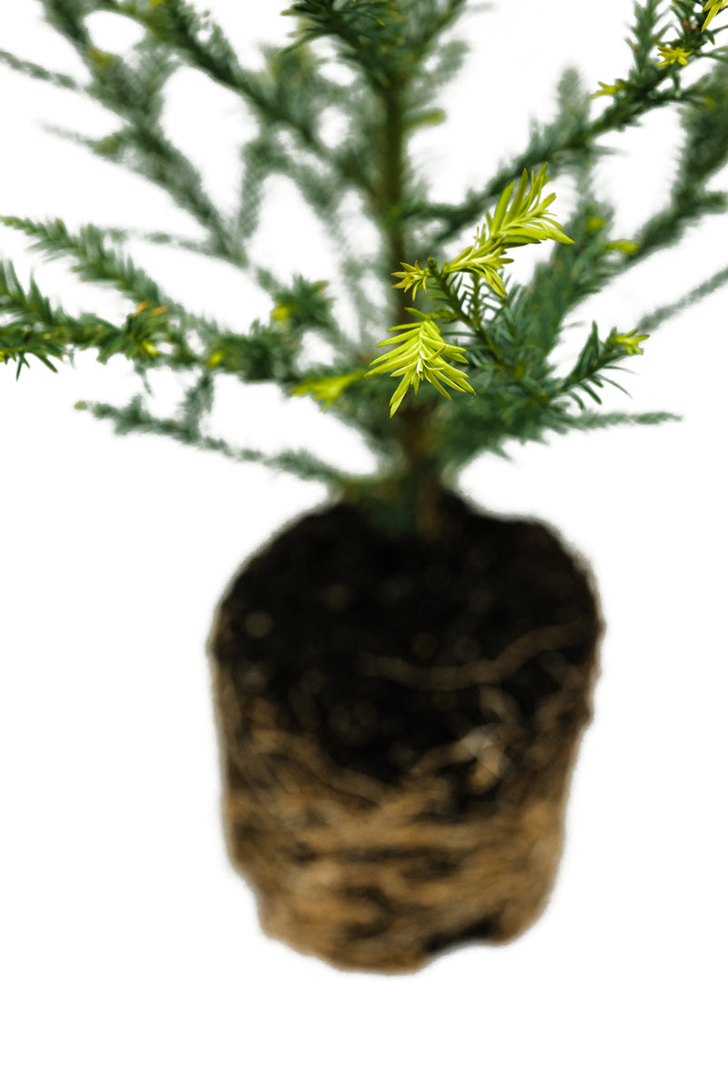 洋楽 Unfinished Business / Redwood Landing Dawn Redwood Grove - DT0519DRG5 - Brussel's Bonsai