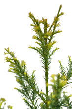 Load image into Gallery viewer, Coast Redwood | Large Tree Seedling | The Jonsteen Company