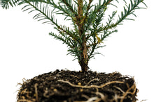 Load image into Gallery viewer, Coast Redwood | Large Tree Seedling | The Jonsteen Company