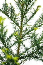 Load image into Gallery viewer, Coast Redwood | Large Tree Seedling | The Jonsteen Company